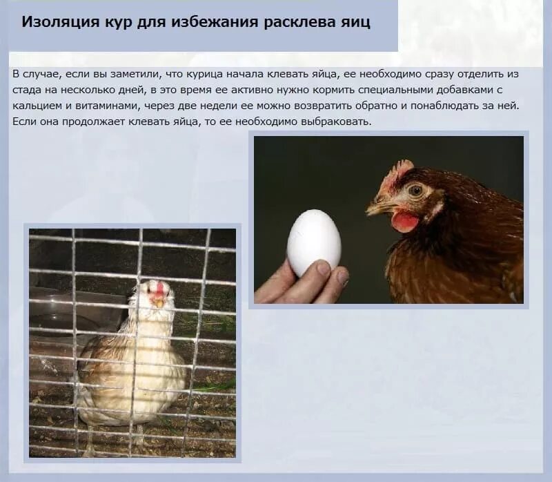 Сколько куры дают яйца. Курица расклевывает яйцо. От расклева яиц для кур.