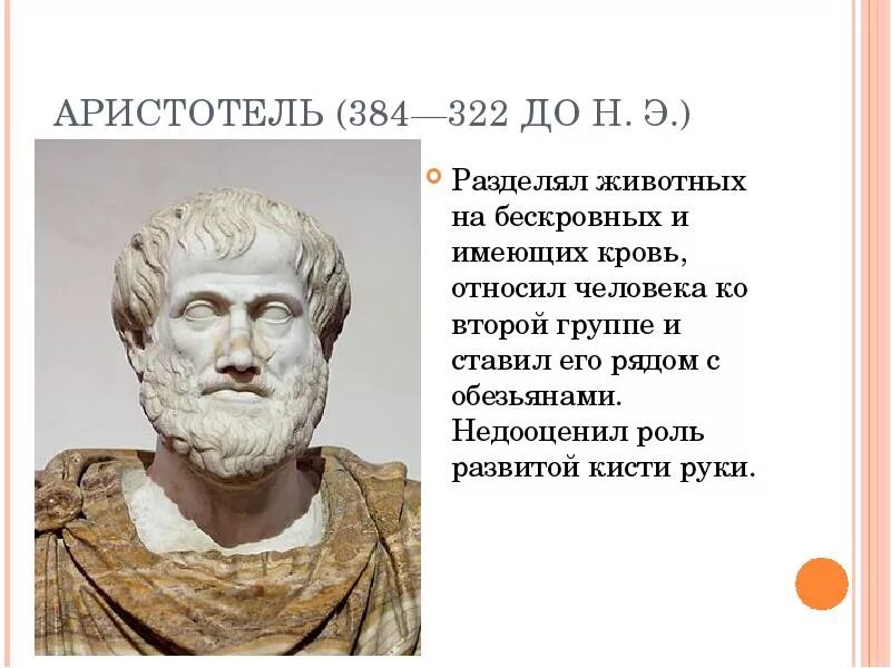 Аристотель (384-322 гг. до н.э.). Аристотель представление о происхождении человека. Аристотель годы жизни представления о происхождении человека. Аристотель гипотеза о происхождении человека.