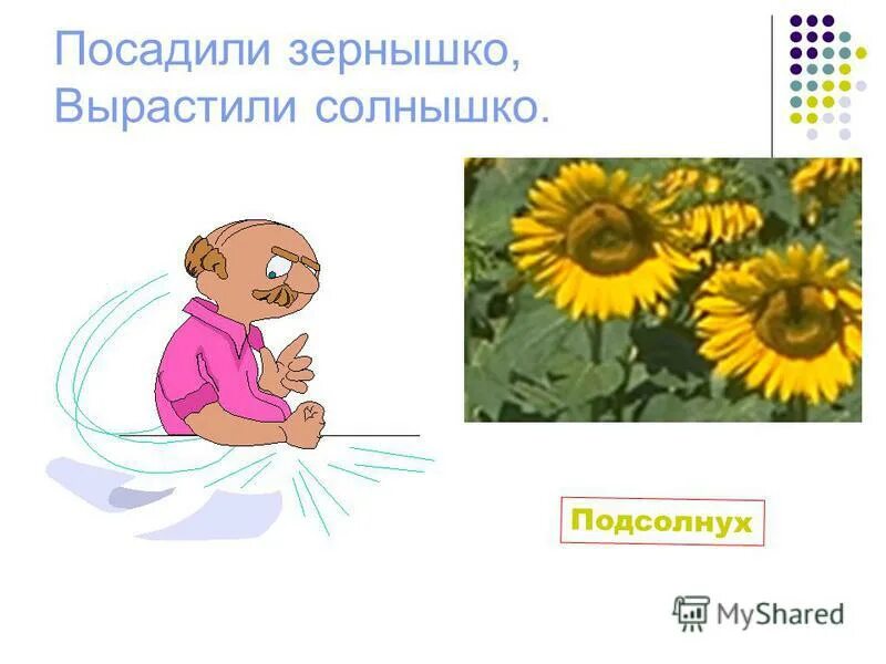 Посадили зернышко вырастили солнышко ответ на загадку. Загадка про подсолнух. Посадили зернышко. Солнышко зернышко. Уронило солнце лучик золотой вырос одуванчик первый молодой.