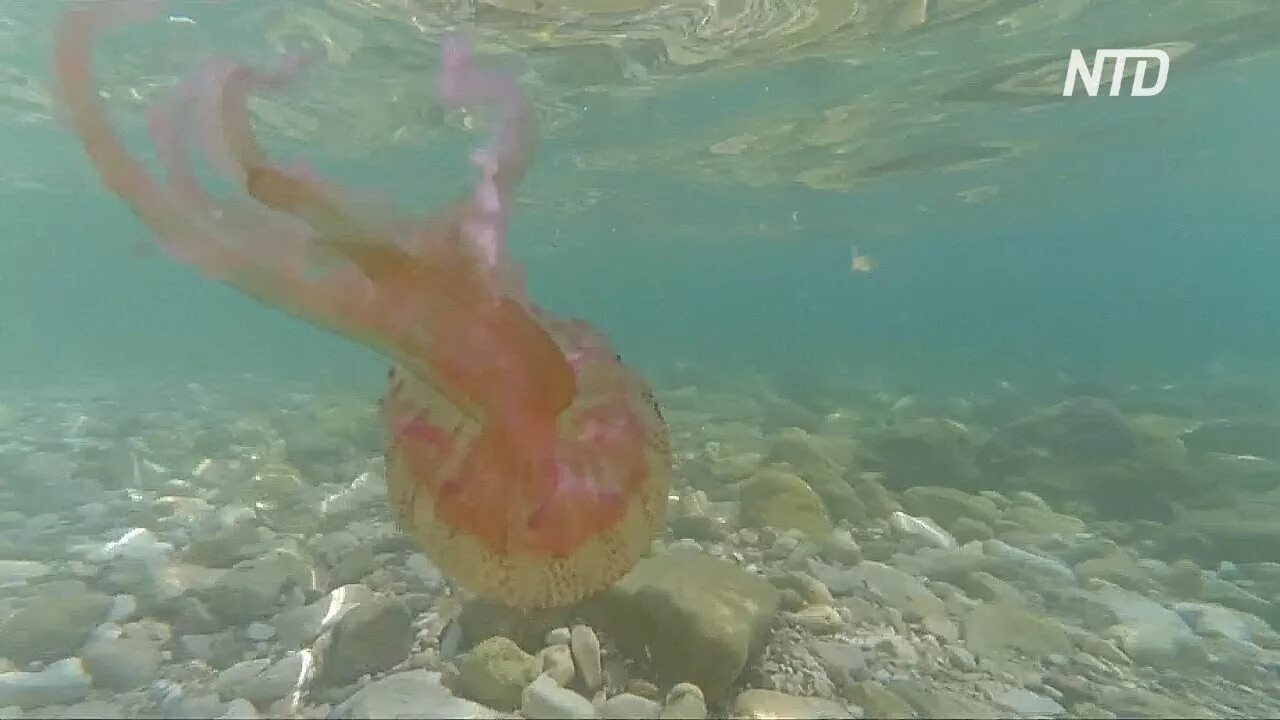 Медузы на пхукете сейчас. Медузы на Бали. Море Должанская медузы.