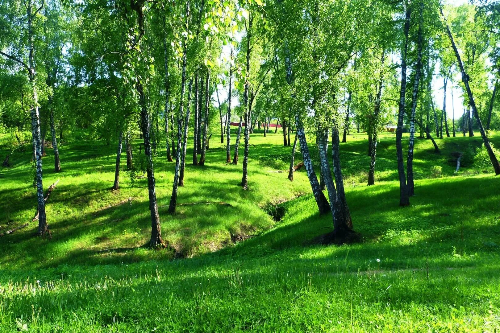 Курск березовая роща. Парк соловьиная роща. курский парк соловьиная роща. берёзовая роща курск. парк соловьиная роща зеленодольск.