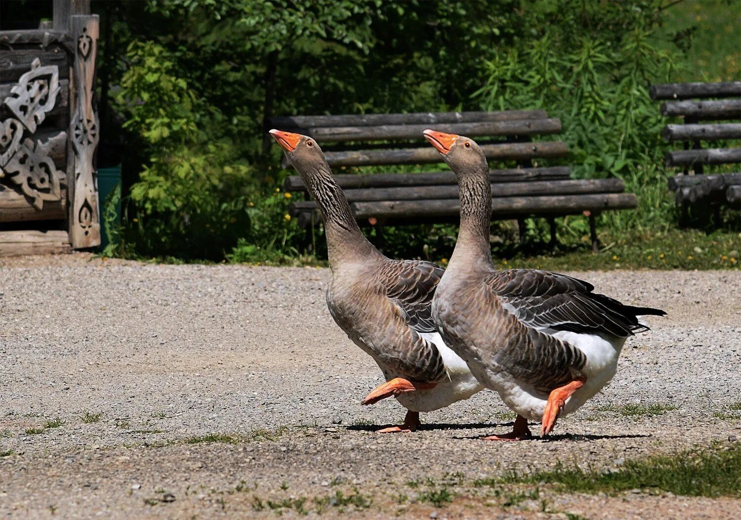 Домашние птицы. Дикие гуси. Гуси домашние. Домашний гусь. Гуси домашние.