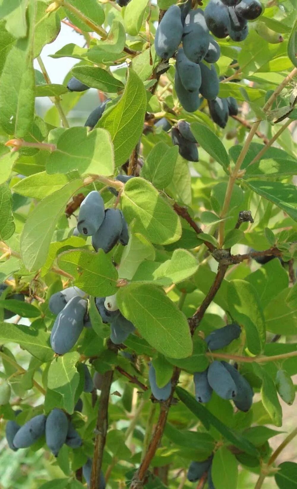 Жимолость хоней би описание сорта. Lonicera kamtschatica. Жимолость Хонеби. Жимолость съедобная куст. Жимолость Lonicera.