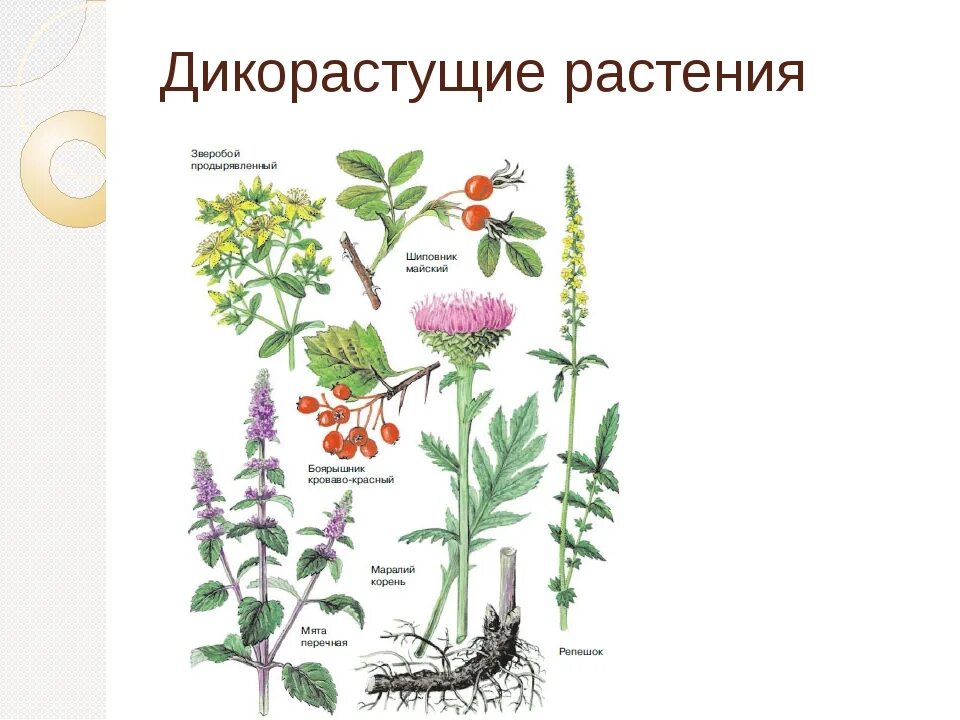 Дикая форма растений. Дикорастущие растения примеры. Дико растушиерастения. Дикорастущие растения названия. Дикие растения названия.