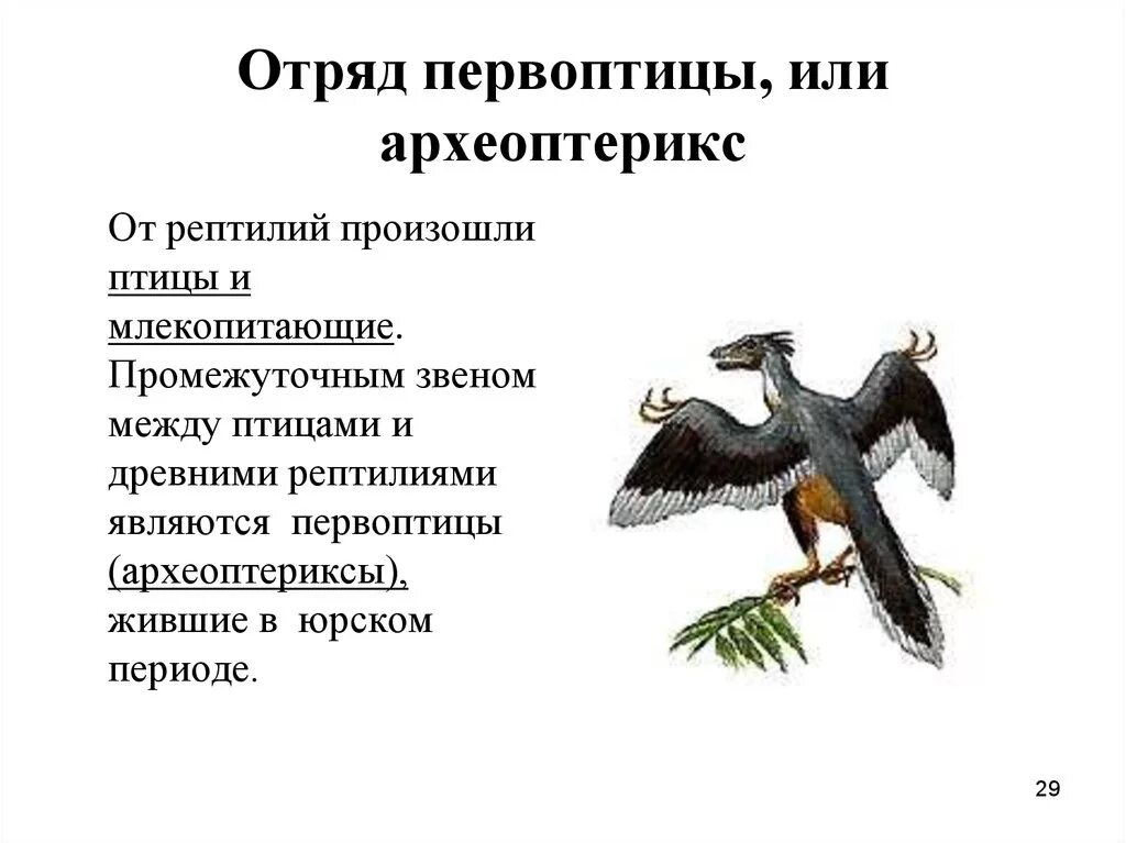 Археоптерикс Эволюция птиц. Древняя птица Археоптерикс. Предок птиц Археоптерикс. Древние птицы Археоптерикс.