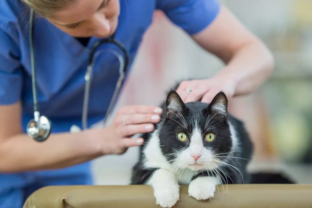 Помогли кошкам. Лечебные кошки. Ветеринар с кошкой. Терапия кошками. Котенок у ветеринара.