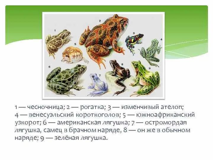 Остромордая лягушка систематика. Ателоп изменчивый лягушка. Классификация узкоротых лягушек. Прогрессивные черты строения лягушки остромордой.