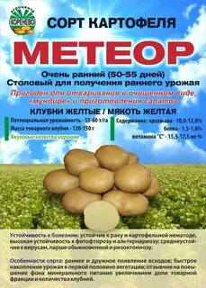 Картофель триумф описание сорта отзывы сроки созревания