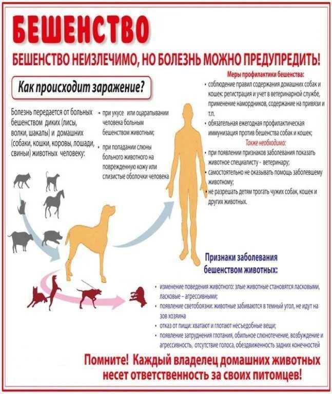 Какая болезнь передается от кошек. Бешенство профилактика заболевания. Профилактика бешенства памятка. Профилактика бешенства у людей. Профилактика бешенства у животных.