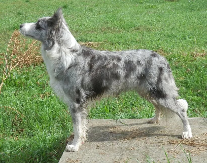 Бордо коли голубой мрамор. Бордер колли мраморный окрас. Бордер мрамор. Бордер-колли. Бордер колли мрамор.