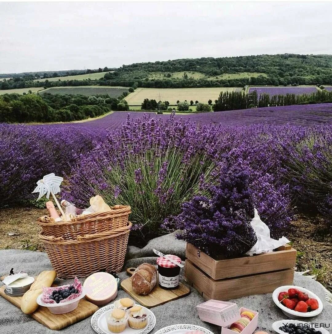 Пикник цвет. Тоскана Лавандовые поля. Лавандовый Прованс. Франция (Lavender, Provence France). Валенсоль Лавандовые поля. Долина Лефкадия Лавандовые поля.