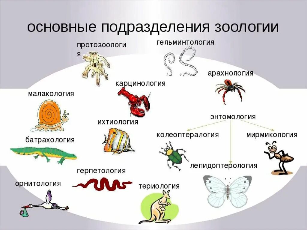 Науки о классах животных. Биология 7 класс науки изучающие животных. Живая наука. Разделы биологии Зоология. Структура зоологии.