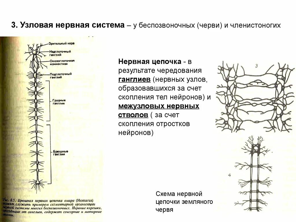 Нервная цепь схема. Узловая нервная система характеристика. Строение Узловой нервной системы. Нервная система узлового типа. У каких беспозвоночных животных нервная система образована