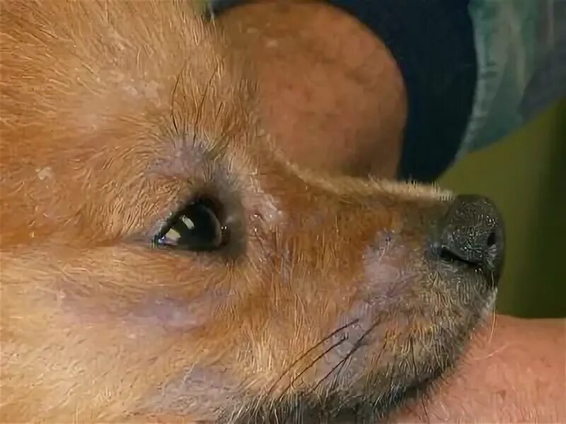 My Puppy Is Scratching All The Time Outlet www.cifroclub.ru