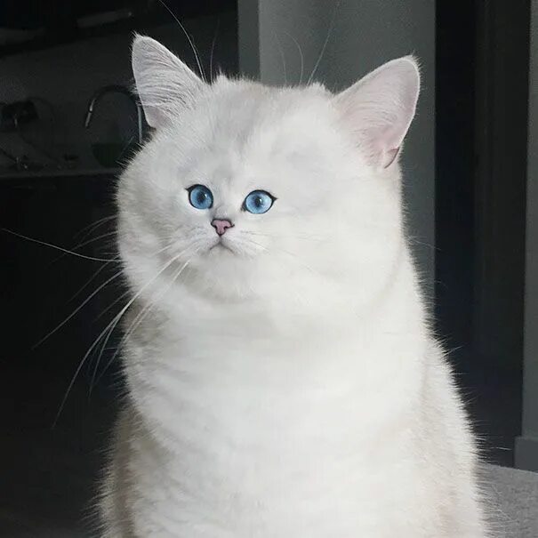 Кот с круглыми глазами мем 