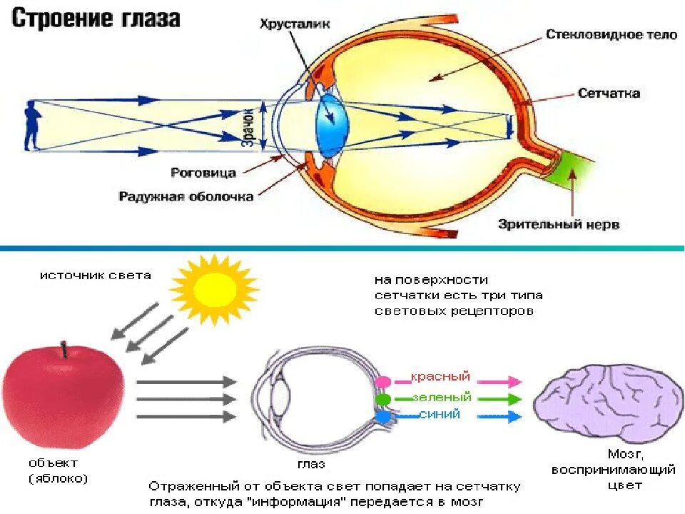 Строение глаза сетчатка роговица хрусталик. Строение сетчатки глаза физика. Изображение на сетчатке глаза анатомия. Строение человеческого глаза. Прохождение луча света в глазном