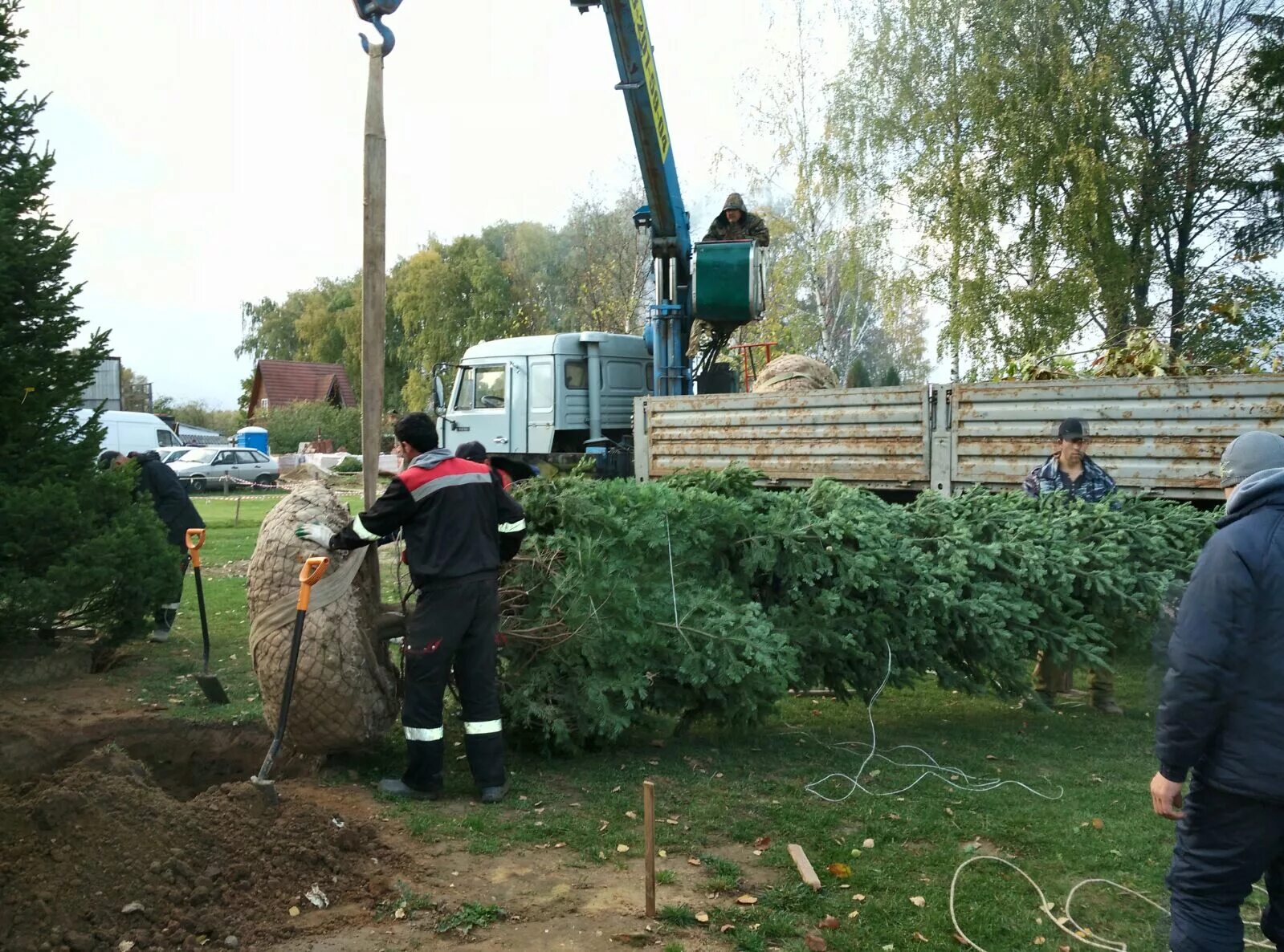 Посадка крупномерных деревьев. Посадка крупномеров. зимняя посадка крупномеров. саженцы деревьев крупномеров.