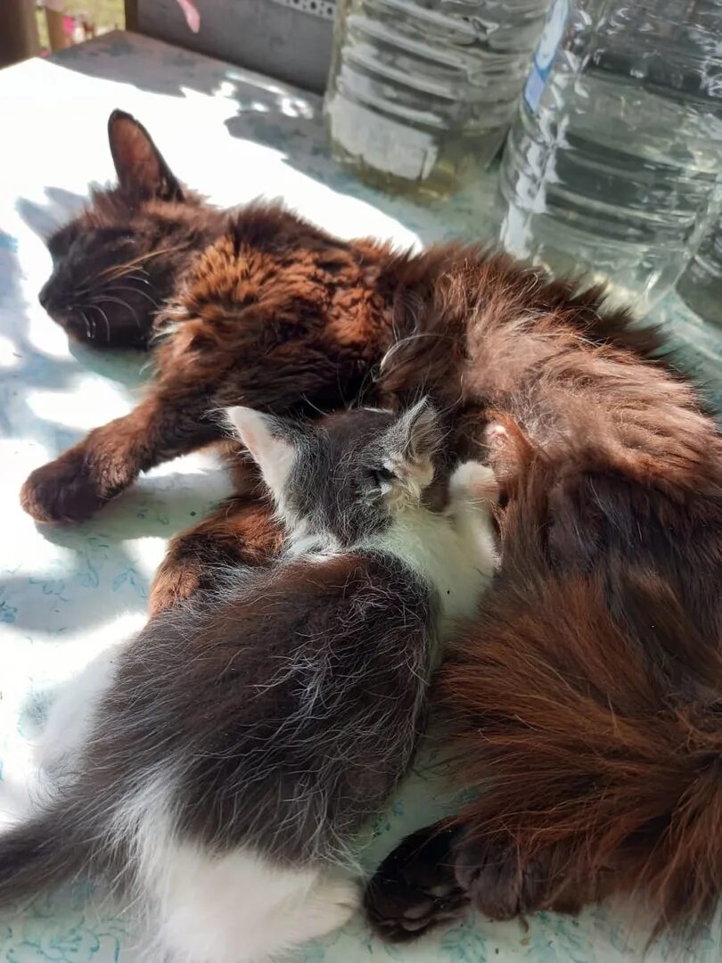 К чему снится кошка рожает котят. Игрушка кошечка которая рожает котят. Бездомная кошка рожает. Бездомная кошка рожает. Серо белая кошка родила котят.