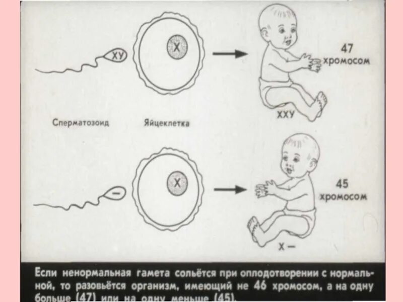 Хромосомы в сперматозоиде. Сперматозоиды с х хромосомой. Сколько хромосом в яйцеклетке. Хромосомма в яйцеклетке.