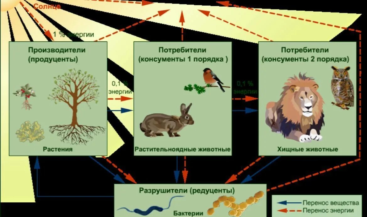 Какие отношения складываются между зайцем и белкой. Взаимодействие организмов с окружающей средой. Связь организма с окружающей средой. Взаимосвязи организмов и окружающей среды. Взаимосвязь живых организмов с окружающей средой.
