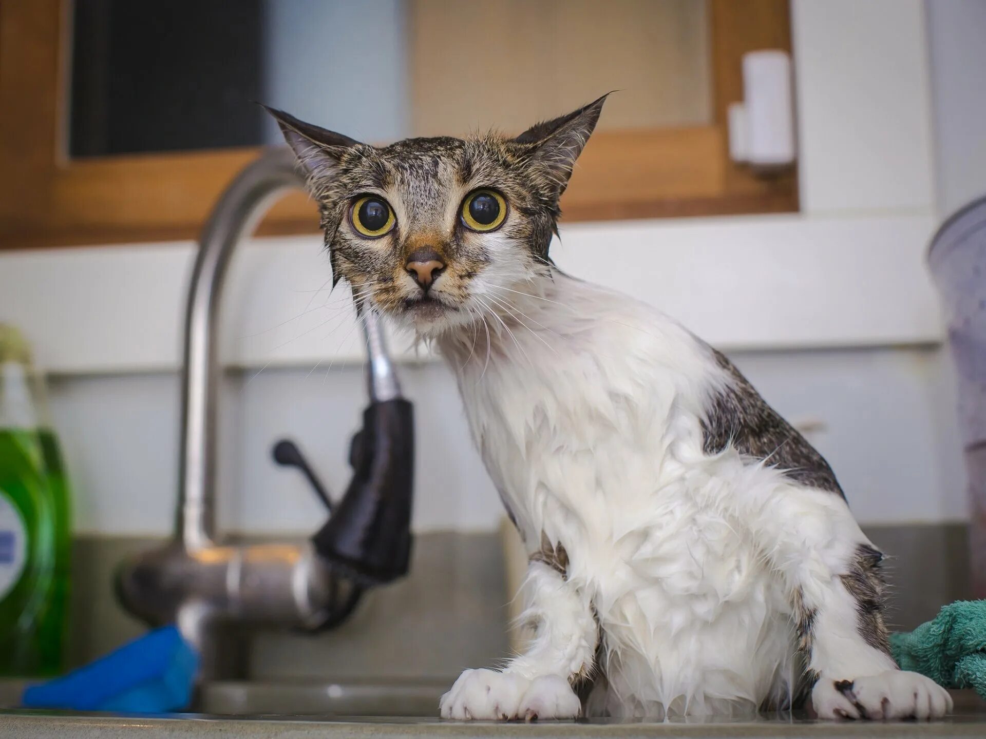 Сырой кот. Мокрая кошка. мокрые коты. мокрый котенок. промокшая кошка.