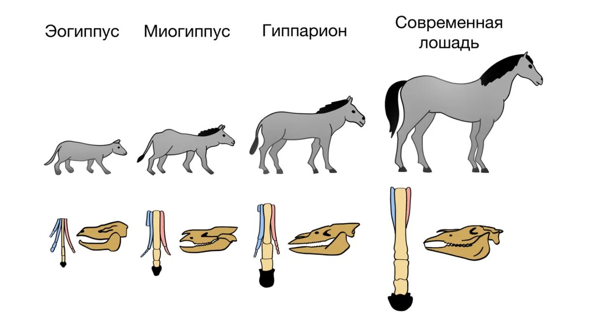 Филогенез примеры. Филогенетических филогенетический ряд лошади. Эволюция филогенетический ряд лошади. Филогенетический ряд лошади доказательства эволюции. Филогенетический ряд лошади Ковалевский.