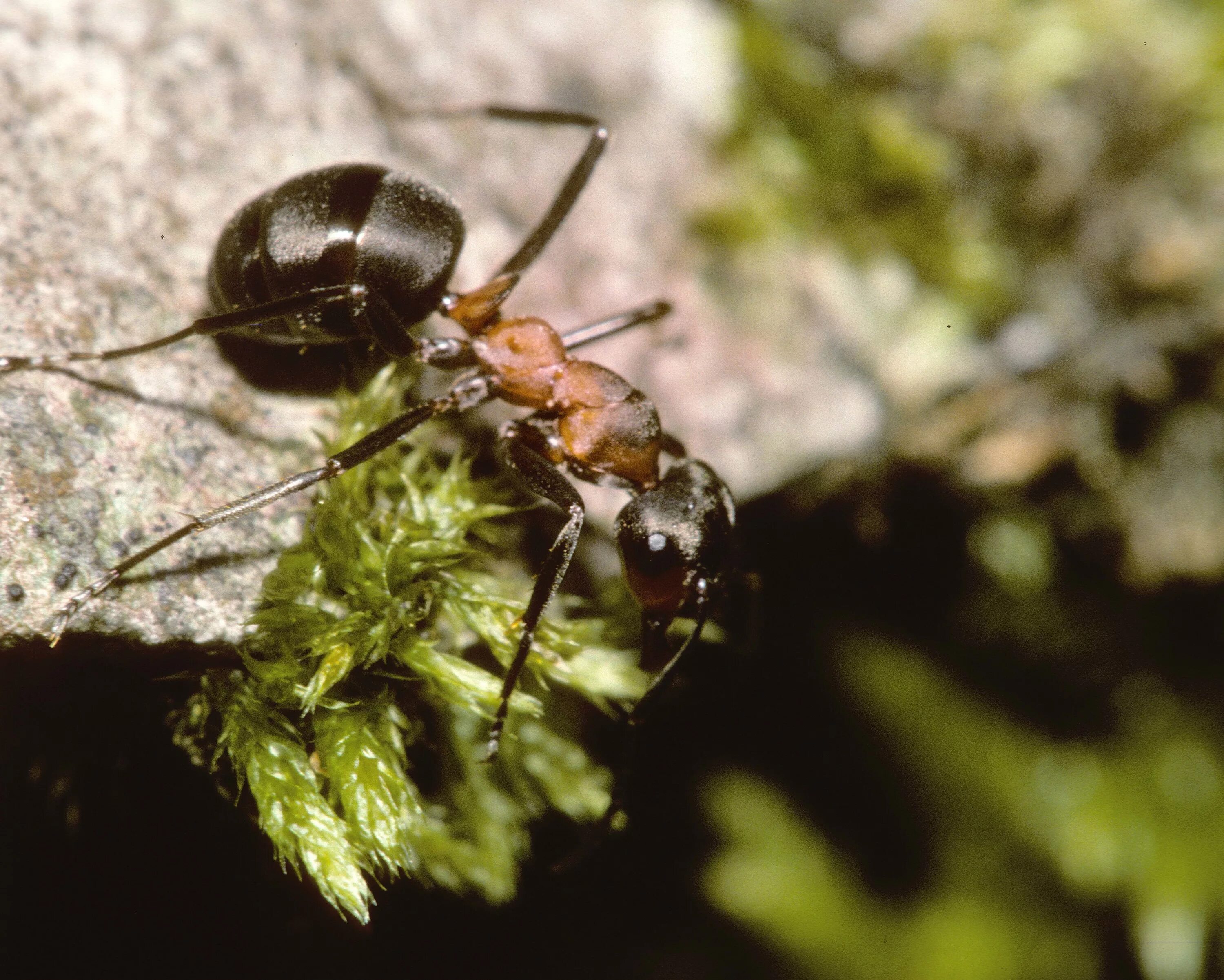 Лесной муравей тип развития. Формика Руфа Муравейник. Рыжий Лесной муравей (Formica Rufa). Рыжий Лесной муравей Formica Rufa матка. Формика Руфа матка.