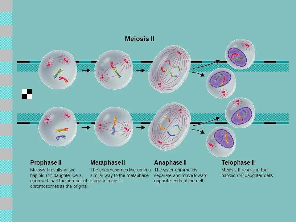 Исходная клетка мейоза. Мейоз 1 и мейоз 2. Мейоз 10 класс биология профильный уровень. Наборы клеток в мейозе. Мейоз 10 класс биология.