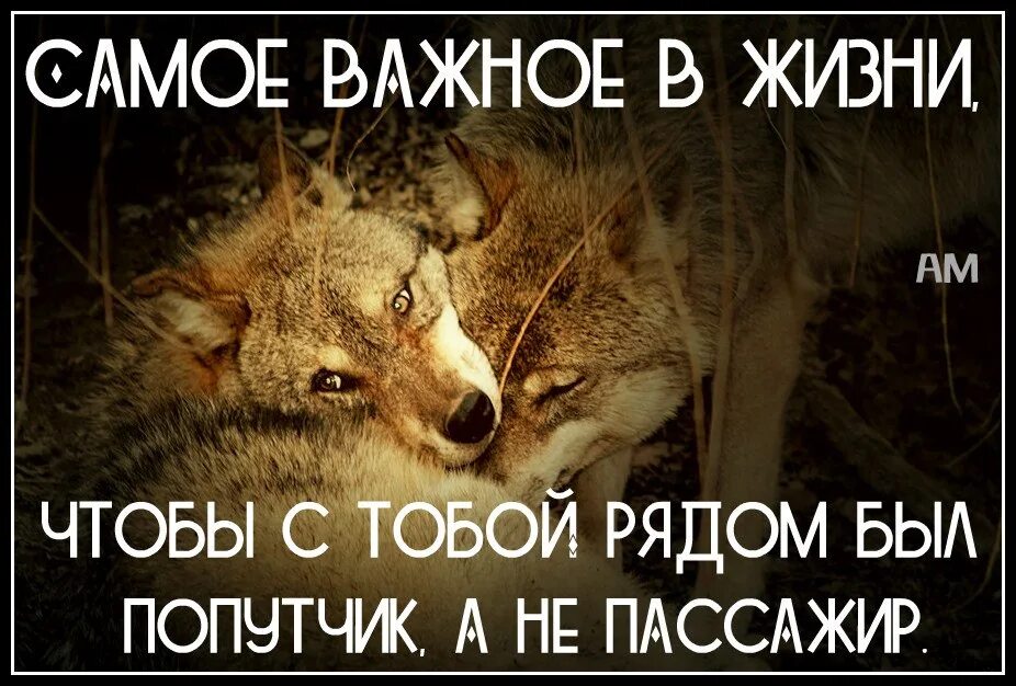 Важно чтобы в жизни был попутчик а не пассажир. Цитаты про попутчиков. Афоризмы про попутчиков. В жизни главное чтобы рядом был попутчик а не пассажир. Калитка оказалась не заперта мой попутчик был