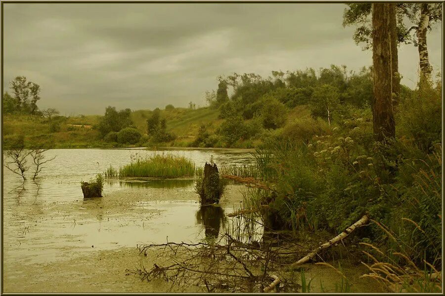 Старый пруд. Заросший водоем. Заросший пруд. Заросшее водохранилище. Заросший тиной