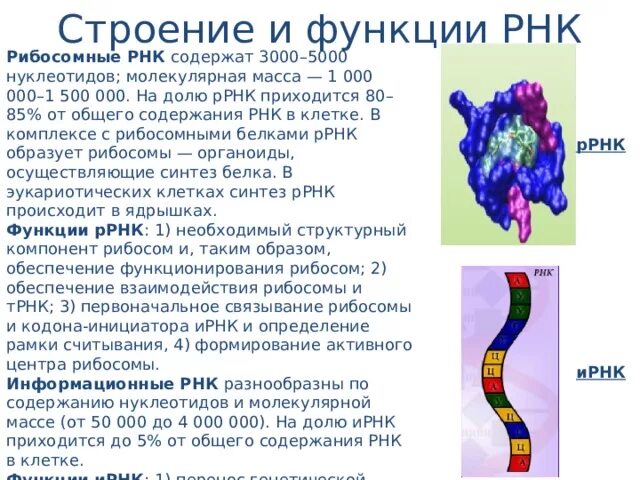 Структура и функции РНК. РРНК строение и функции. РНК состав строение функции. Рибосомную РНК структура и функции.