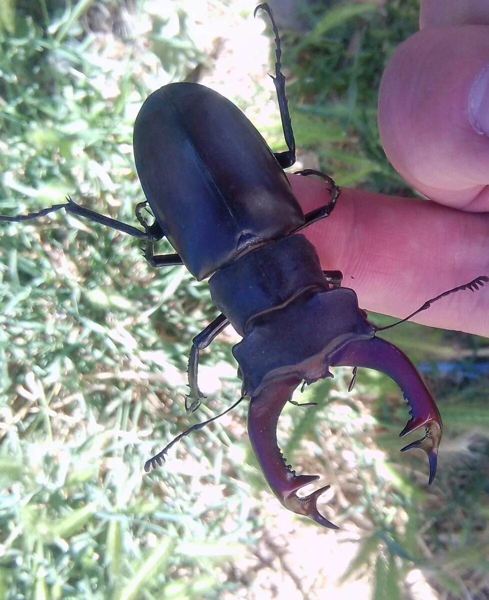 Жук олень неполное превращение. Жук-олень (Lucanus Cervus). Жук Рогач самка. Личинка рогача жука-оленя.