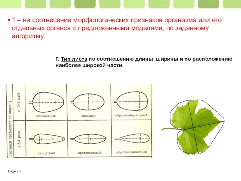 Определите длину и ширину листа. Тип листа. сидячий тип листа. овальная форма листа. яйцевидный тип листа.