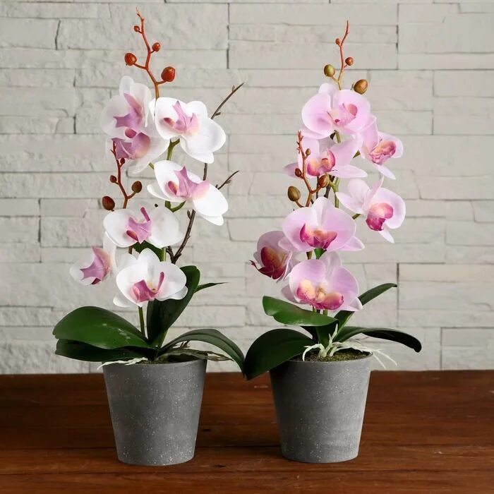 Орхидея в горшке купить в интернет. Орхидея в горшке. Белая Орхидея в горшке. Орхидея в горшочке. Большие горшки для орхидей.
