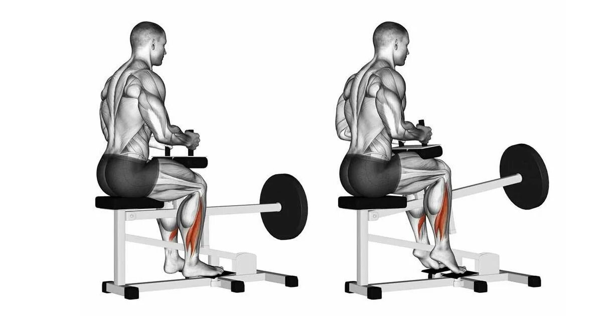 Подъем на носки в тренажере. Тренажер для икроножных мышц в тренажерном зале. Тренажер для икроножных мышц. Икроножные в тренажере. Подъем на носки сидя.