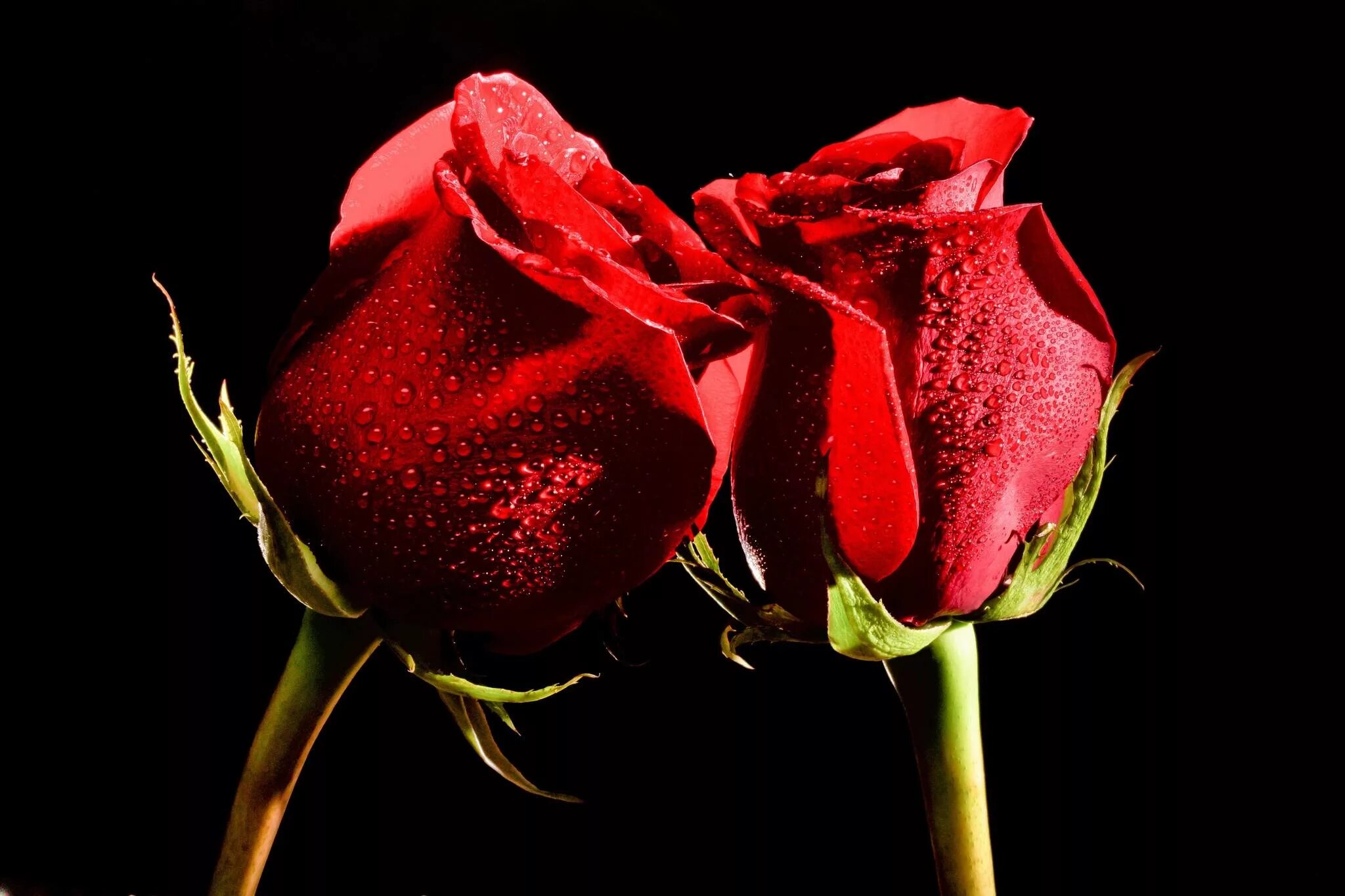 Красные розы. Две розы. Два цветка на черном фоне. Gullar rasmi atirgul