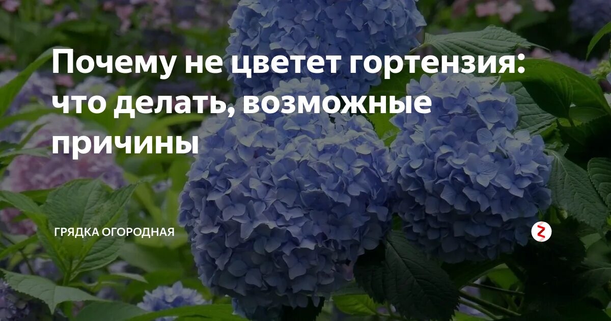 Стимулирование цветения гортензии. Почему цветы гортензии