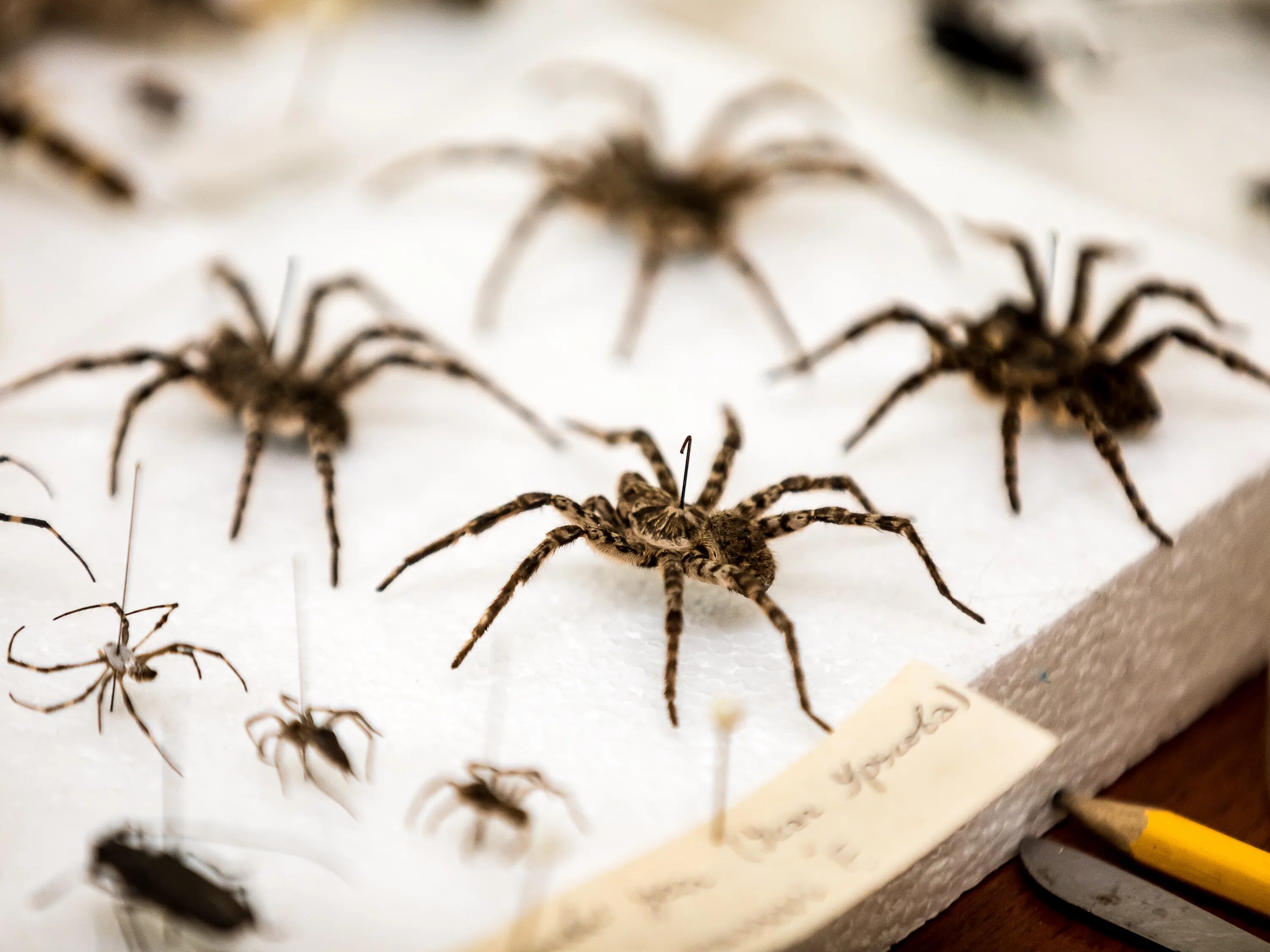 INV003-00426 Joel Sartore