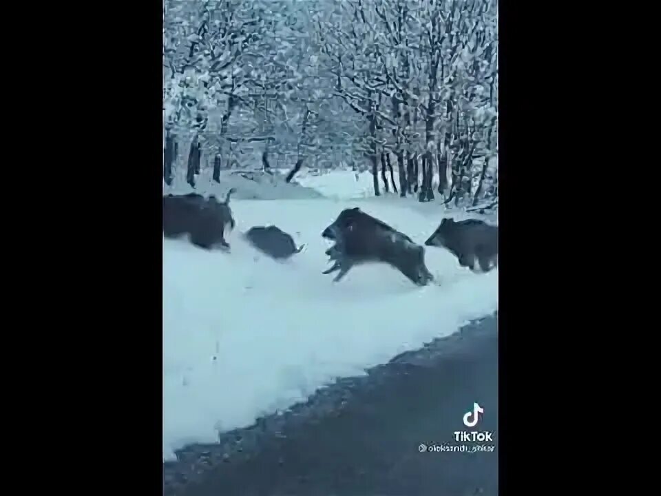 Кабан пробежал так неожиданно что пока я. Снежный кабан геншин.