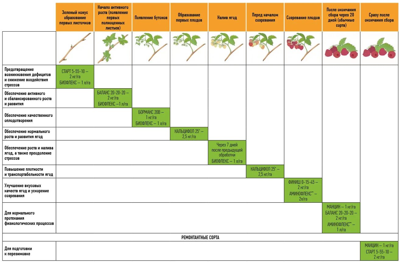 Схема удобрения ремонтантной малины. Схема подкормки малины минеральными удобрениями. Схема кормления малины. Таблица подкормки малины. Календарь посадок земляники