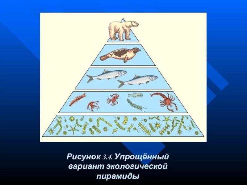 Экологическая пирамида биомассы. Экологическая пирамида океана. Экологическая пирамида рисунок