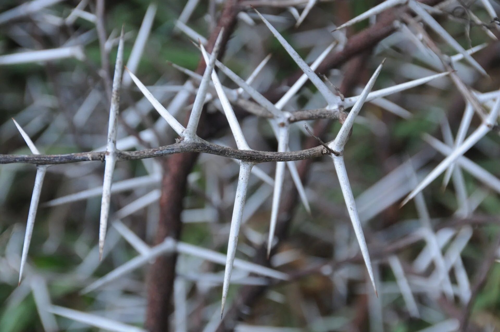 Гледичия колючая. Акация камеденосная шипы. Акация колючая Acacia victoriae. Робиния Лжеакация колючки.