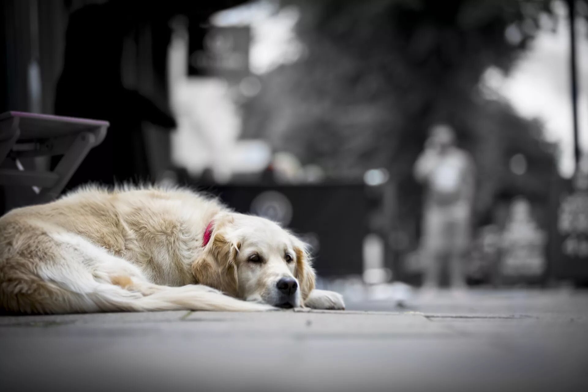 породы хорошо переносящие одиночество