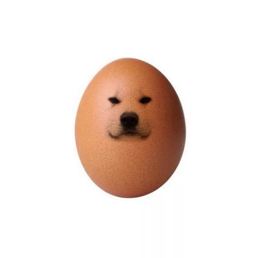 Куриное яйцо собаке. Яйцо собачки. Яйцо из мема. Мемы собака яйцо.