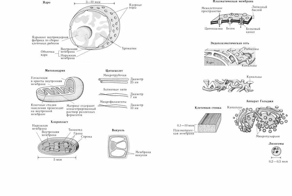 Тест клетка егэ. Органоиды и включения клетки схема. Схема строения органоидов клетки. Строение органоидов клетки рисунки. Строение органоидов клетки ЕГЭ.