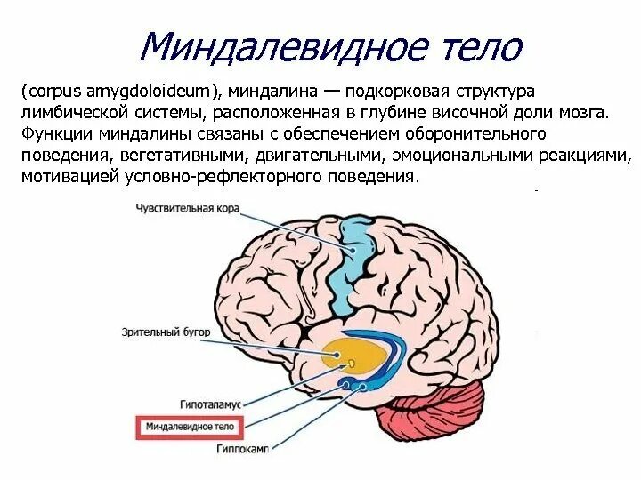 Миндалевидное тело в головном мозге функции. Миндалевидные структуры мозга. Миндалина мозга функции. Миндалевидное тело мозг строение и функции. Где находится внимание