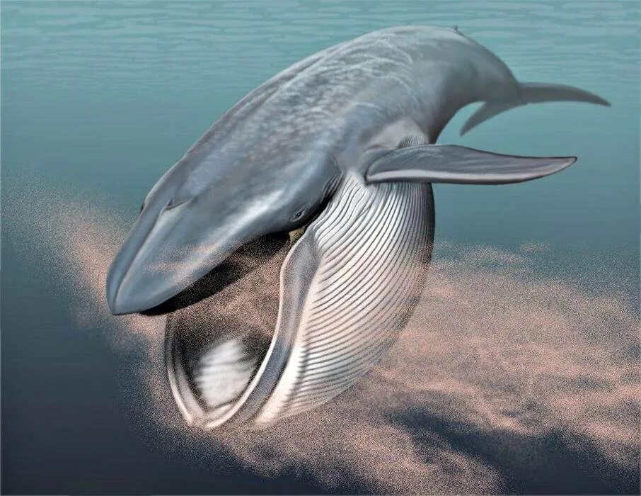 Самое большое животное жившее на земле. Синий кит блювал. Китовый ус синего кита. Синий кит питается крилем. Желтобрюхий кит.