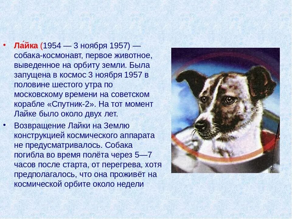 Какая 1 собака была. Собака лайка 1957. 1 Собака лайка космонавт. Собака лайка в космосе 1957. Первый полет лайки в космос.