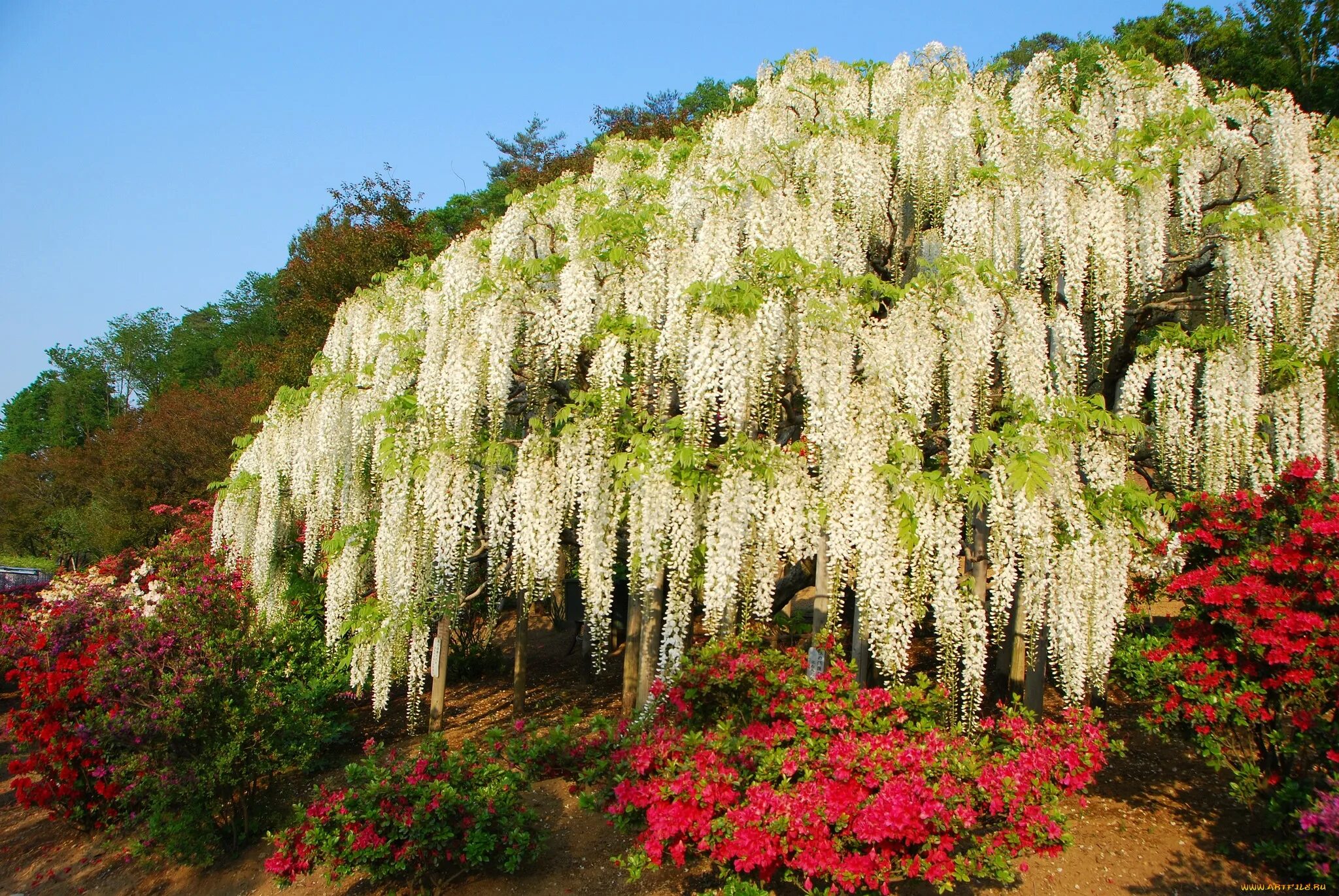 растения вызывающие аллергию. какие растения в мае. весенние цветы. цветок кандык сибирский. май природа.