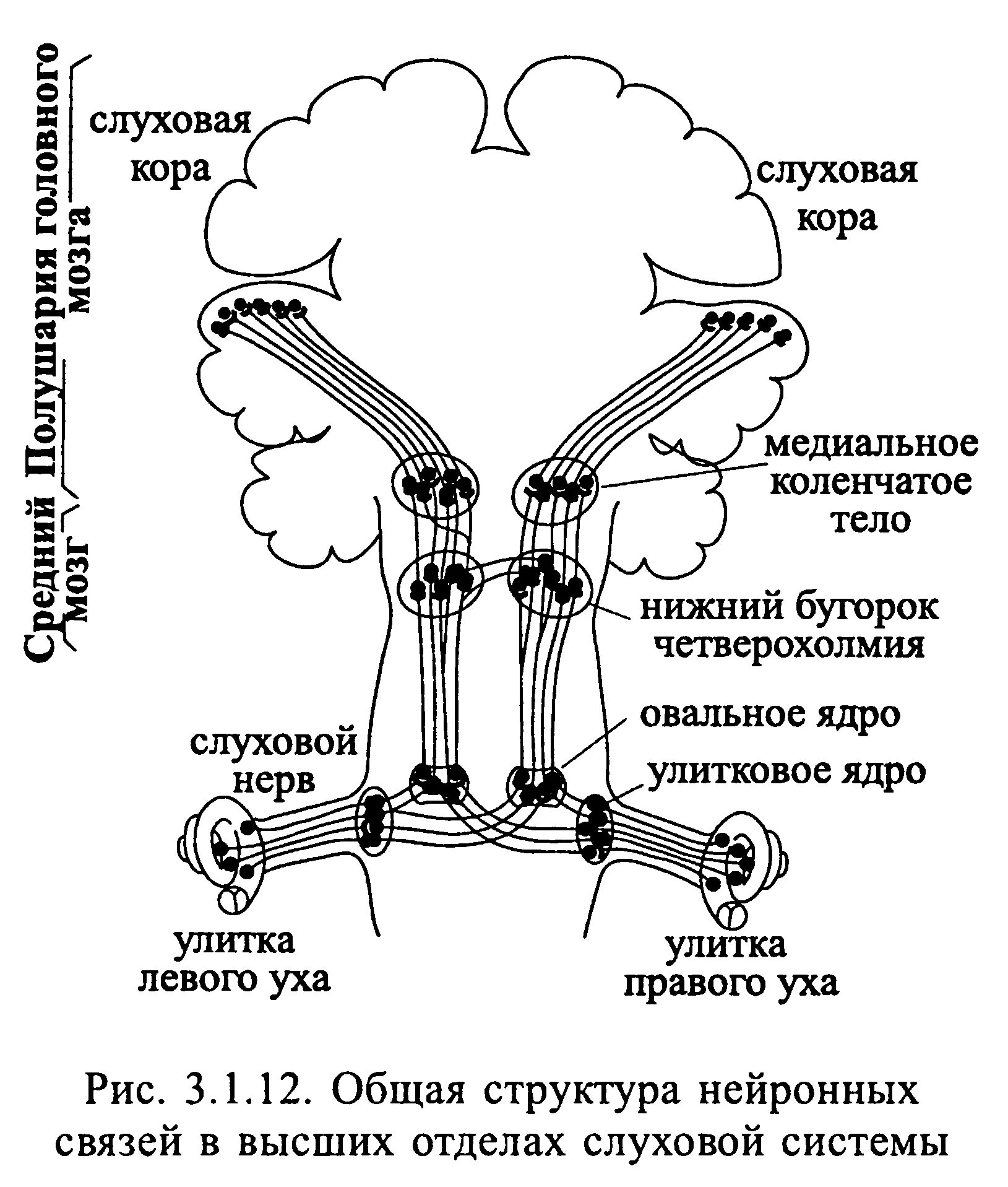 Строение слуховой системы. Схема строения слуховой сенсорной системы. строение слухового анализатора мозг. строение центрального отдела слухового анализатора. строение проводникового отдела слухового анализатора.